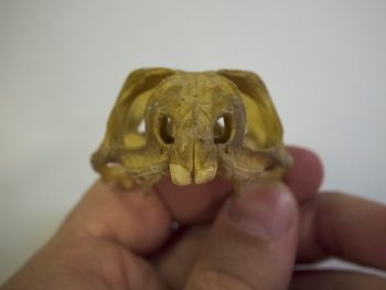 Media type: image;   Herpetology R-4702